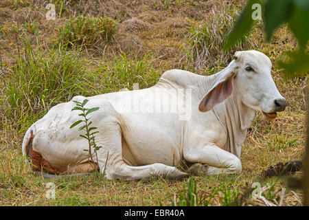 Zebu, bucklig Rinder Indicus-Rinder (Bos Primigenius Indicus, Bos Indicus), Grübeln, auf einer Wiese, Costa Rica, Jaco Stockfoto