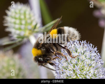 Seeadler Hummel (Bombus Lucorum), Arbeiter, die Nahrungssuche auf Eryngium Planum, Deutschland Stockfoto