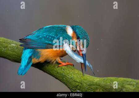 Fluss-Eisvogel (Alcedo Atthis), weibliche Tötung Dace auf Outlook, Deutschland, Bayern, Isental gefangen Stockfoto