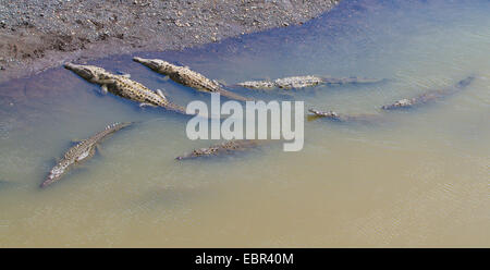 Amerikanisches Krokodil (Crocodylus Acutus), Gruppe Rio Tarcoles Sonnenbaden ein Schwimmen, Costa Rica, Stockfoto