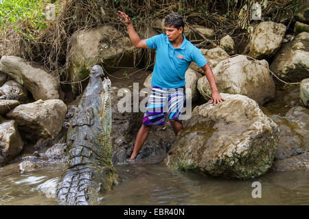 Amerikanisches Krokodil (Crocodylus Acutus), Costa Rica, Rio Tarcoles Stockfoto