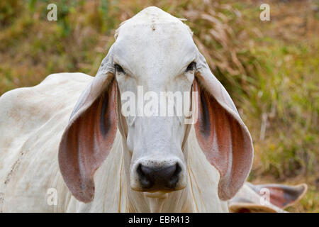 Zebu, bucklig Rinder, Indicus Rinder (Bos Primigenius Indicus, Bos Indicus), Porträt, Costa Rica, Jaco Stockfoto