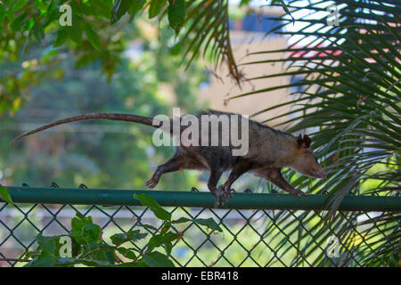 Südlichen Opossum, gemeinsame Opossum (Didelphis Marsupialis), zu Fuß am Gartenzaun, Costa Rica Stockfoto