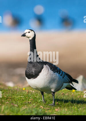 Weißwangengans (Branta Leucopsis), auf einer Sandbank am Meer, Deutschland Stockfoto