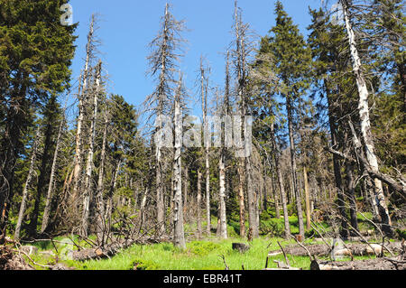 typische Harzer Bergwald mit Gras- und toter Baum nach Sturm. Stockfoto