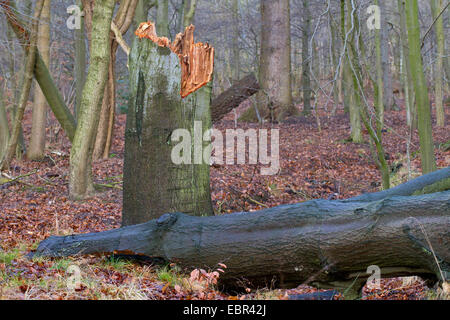 Rotbuche (Fagus Sylvatica), gebrochen Baum in einem Wald, Sturm Verlust, Deutschland Stockfoto