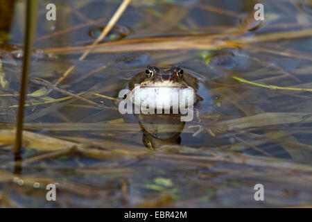 Grasfrosch, Grasfrosch (Rana Temporaria), Männchen im Wasser mit vocal Sac, Deutschland Stockfoto