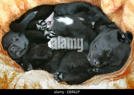 Labrador Retriever (Canis Lupus F. Familiaris), Hund zwei Welpen schlafen in einem Korb, Deutschland Stockfoto