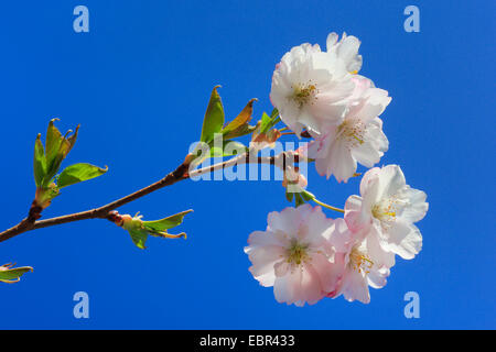 Kirschbaum (Prunus spec), blühende Zierpflanzen Kirschbaum Stockfoto