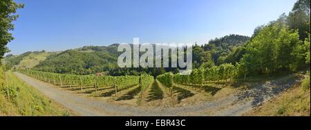 Weinberge in der Steiermark im Sommer, Österreich, Steiermark Stockfoto