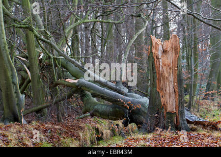 Rotbuche (Fagus Sylvatica), gebrochen Baum in einem Wald, Sturm Verlust, Deutschland Stockfoto