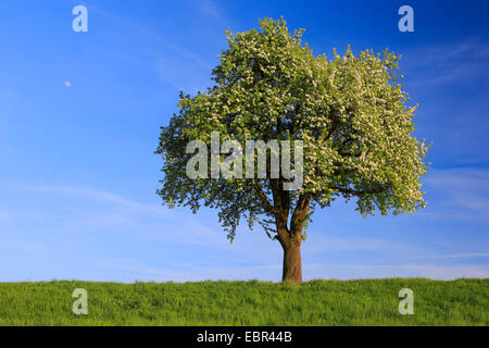 gemeinsamen Birne (Pyrus Communis), blühender Birnbaum im Frühjahr, der Schweiz, Zuercher Oberland Stockfoto