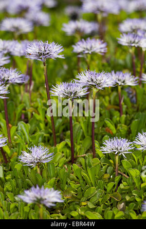 Globe Daisy, Leder Blatt Owder Blätterteig, Powderpuff, Herz-Blatt Globe Daisy, Herz-leaved Globe Daisy (Globularia Cordifolia), mehrere blühende Welt Gänseblümchen, Deutschland Stockfoto