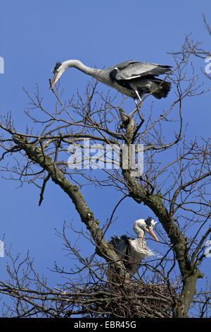 Graureiher (Ardea Cinerea), in ihrem Nest auf einem Baum, Deutschland, Schleswig-Holstein Stockfoto