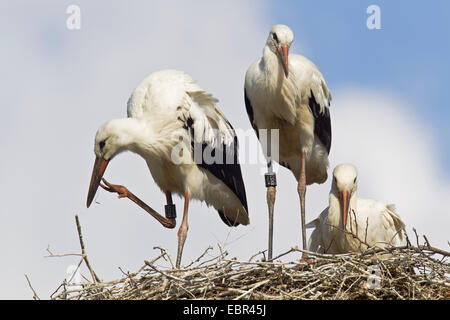 Weißstorch (Ciconia Ciconia), beringt Jungtauben in einem Nest, Deutschland, Schleswig-Holstein, Naturschutzgebiet Eider-Treene-Sorge Stockfoto