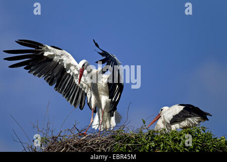 Weißstorch (Ciconia Ciconia), Landung auf seinem Nest, Deutschland, Schleswig-Holstein, Naturschutzgebiet Eider-Treene-Sorge Stockfoto