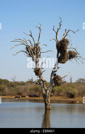 Nilpferd, Nilpferd, gemeinsame Flusspferd (Hippopotamus Amphibius), Herde an einem Seeufer mit einem Baum stehen im Wasser, Südafrika, Krüger Nationalpark, untere Sabie Stockfoto