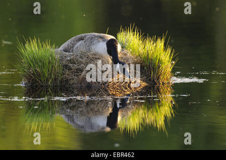 Kanadagans (Branta Canadensis), sitzen im Nest unter Sitzkissen auf einem See, Deutschland, Niedersachsen, Vechta, Deutschland Stockfoto