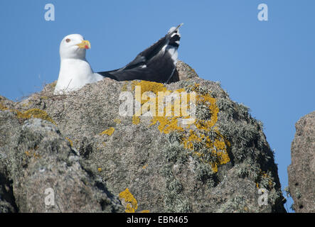 mehr Black-backed Gull (Larus Marinus), nisten auf einem Felsen, Norwegen Stockfoto