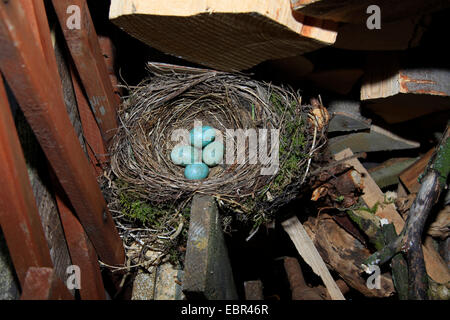 Amsel (Turdus Merula), nest mit Eiern in einem Haufen von Holz im Garten, Deutschland Stockfoto