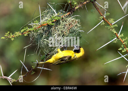 Geringerem maskierte Weber (Ploceus Intermedius), Nestbau, Kenia Stockfoto