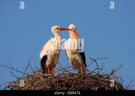 weißer Storch (Ciconia Ciconia), Störche, Pflege, Schweiz, Sankt Gallen Stockfoto