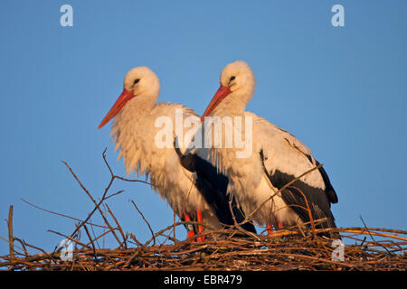 Weißstorch (Ciconia Ciconia), paar auf seinem Nest am Abend Licht, Schweiz, Sankt Gallen Stockfoto