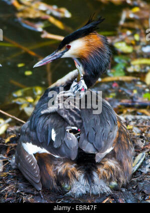 Great crested Haubentaucher (Podiceps Cristatus), Jungvogel sitzt in der Mutter Gefieder schlucken einen Fisch, Deutschland Stockfoto