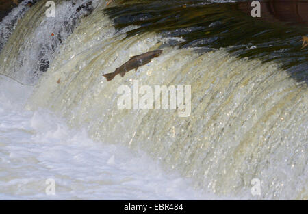 Ouananiche, See Atlantischen Lachs, Binnenland Lachs, Atlantischer Lachs, Sebago Lachs (Salmo salar), Lachse, über ein Wehr am Fluss Sieg, Germany, North Rhine-Westphalia, Buisdorf Stockfoto