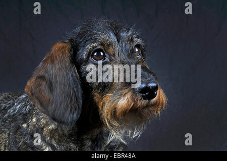 Rauhaar Dackel, Rauhhaar Dackel, Haushund (Canis Lupus F. Familiaris), Porträt vor schwarzem Hintergrund, Europa, Deutschland Stockfoto