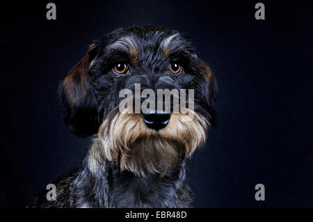 Rauhaar Dackel, Rauhhaar Dackel, Haushund (Canis Lupus F. Familiaris), Porträt vor schwarzem Hintergrund, Europa, Deutschland Stockfoto