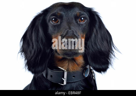 Langhaar Dackel Langhaar Dackel, Haushund (Canis Lupus F. Familiaris), Portrait eines schwarzhaarigen Mannes, Deutschland Stockfoto