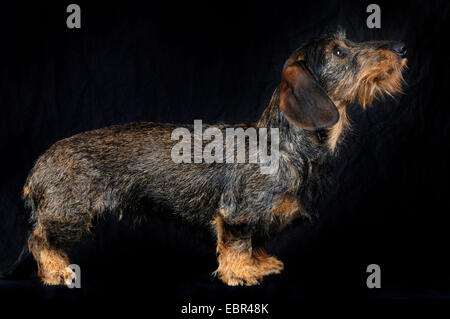 Rauhaar Dackel, Rauhhaar Dackel, Haushund (Canis Lupus F. Familiaris), Staning vor schwarzem Hintergrund, Deutschland Stockfoto