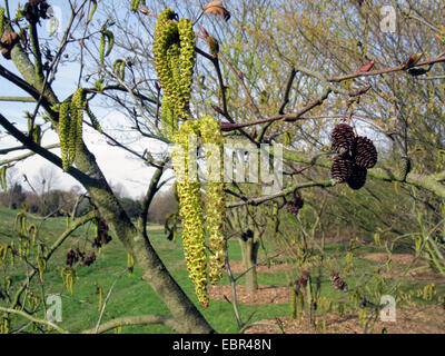 Japanische Erle (Alnus Japonica), Zweigstelle im Frühjahr mit Zapfen des Jahres vor und blühenden männlichen Kätzchen Stockfoto