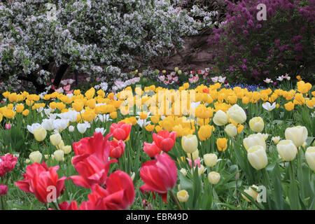 gemeinsamer Garten-Tulpe (Tulipa spec.), Blumenbeet im Frühjahr mit gelben, roten und weißen Tulpen, Deutschland Stockfoto