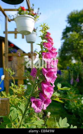 gemeinsamen Fingerhut, lila Fingerhut (Digitalis Purpurea), blühen in einem Garten, Deutschland, Bayern Stockfoto