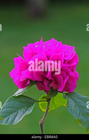 Papierfabrik, Four-o'clock (Bougainvillea spec.), Blütenstand Stockfoto