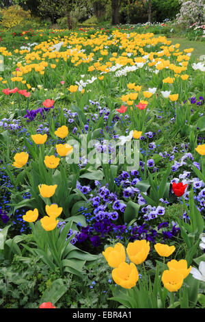 gemeinsamer Garten-Tulpe (Tulipa spec.), Blumenbeet im Frühjahr mit Tulpen und Stiefmütterchen, Deutschland Stockfoto