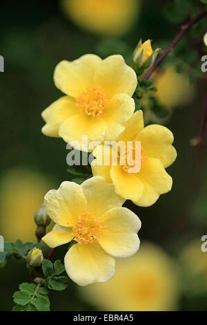 Goldene Rose von China, Vater Hugo rose (Rosa Aromen (Rosa Xanthina fo. Aromen)), Blumen Stockfoto