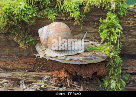 Römische Schnecke, Schnecken, Schnecken Schnecke, essbare Schnecken, Apfelschnecke, Weinrebe Schnecke, Weinbergschnecke, Rebe-Schnecke (Helix Pomatia), auf eine Halterung Pilze, Deutschland Stockfoto