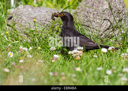 Amsel (Turdus Merula), männliche stehen auf der Weide mit Futter in der Rechnung, Deutschland Stockfoto