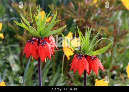 Crown imperial Lily (Fritillaria Imperialis), blühen Stockfoto