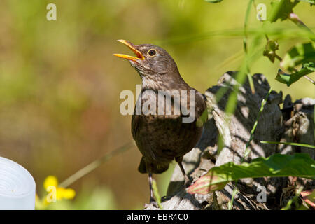 Amsel (Turdus Merula), Gesang der Amsel, Deutschland Stockfoto