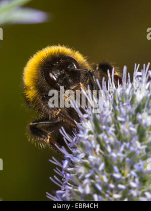 Seeadler Hummel (Bombus Lucorum), Arbeiter, die Nahrungssuche auf Eryngium Planum, Deutschland Stockfoto