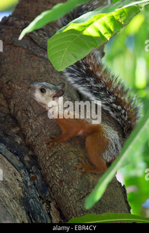 Bunte Eichhörnchen (Sciurus Variegatoides), Klettern auf einem Baumstamm, Costa Rica, Jaco Stockfoto