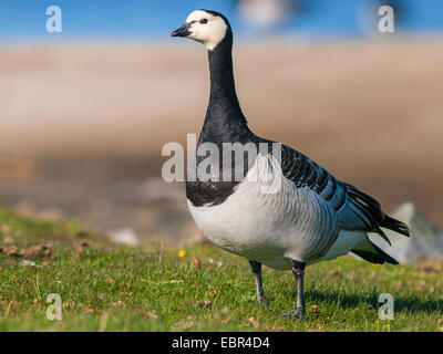 Weißwangengans (Branta Leucopsis), auf einer Sandbank am Meer, Deutschland Stockfoto