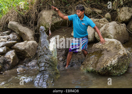 Amerikanisches Krokodil (Crocodylus Acutus), Reiseleiter, die große amerikanische Krokodil, Costa Rica, Rio Tarcoles Fütterung Stockfoto