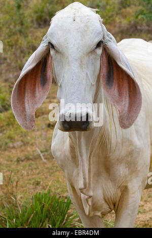 Zebu, bucklig Rinder, Indicus Rinder (Bos Primigenius Indicus, Bos Indicus), Porträt, Costa Rica, Jaco Stockfoto