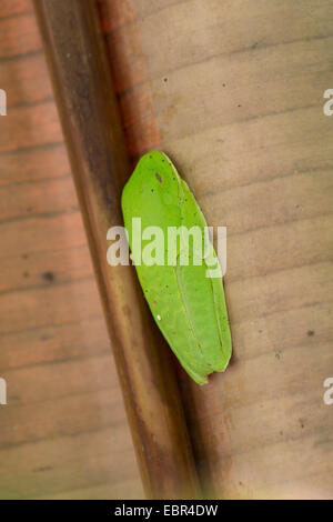 redeyed ja, Redeye Treefrog, rotäugigen Baumfrosch, Treefrog rote Augen, rote Augen Frosch (Agalychnis Callidryas), ruht unter Bananenblatt, Costa Rica Stockfoto