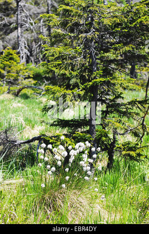 typische Harzer Bergwald mit Gras- und Wollgras Stockfoto